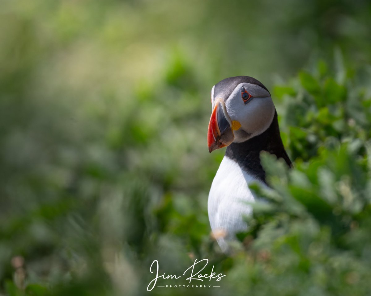 Jim Rocks tweet media