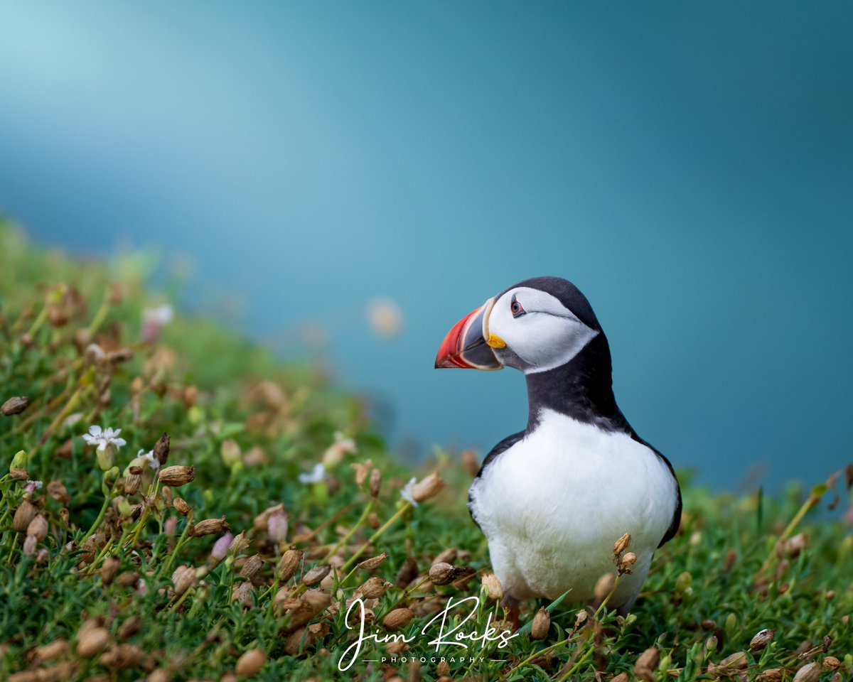 Jim Rocks tweet media