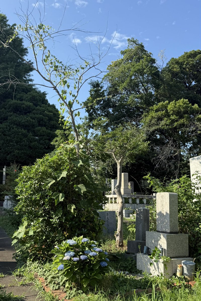 kikuchiyo_0518's tweet photo. 青山霊園へボブさんのお墓参り。
紫陽花が大きくなってました。
#BladeRunner #ブレードランナー #BobOkazaki #SushiMaster https://t.co/RaquE0GAax