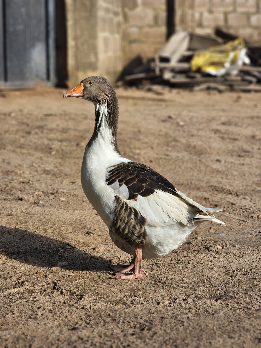 Our geese

No sunlight (Frame 1)
Sunlight  (Frame 2)

Samsung &gt;&gt;&gt;&gt;&gt;&gt;