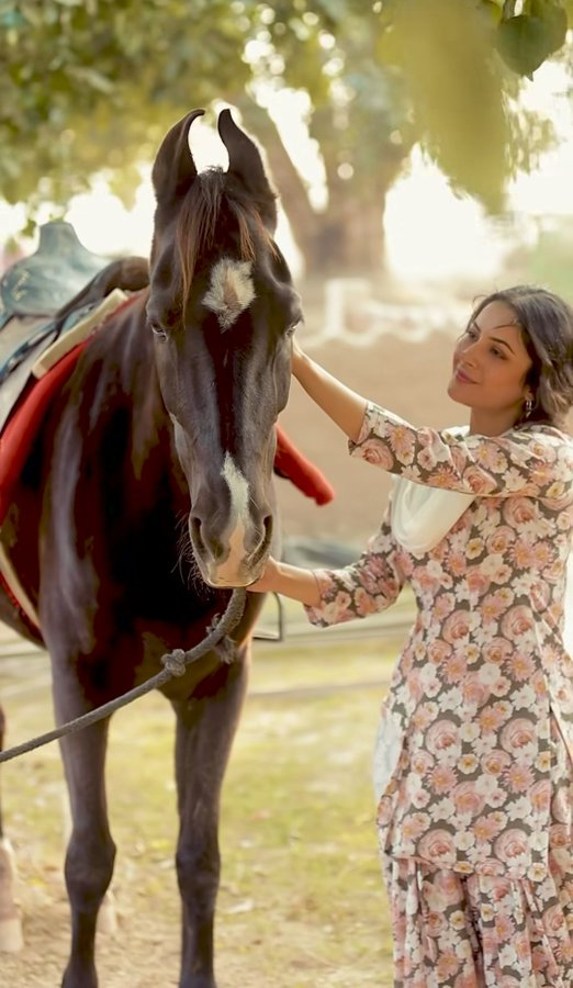 She speaks with a smile and rules with grace. #ShehnaazGill #SidNaaz #SidNaazForever 
<a href="/ishehnaaz_gill/">Shehnaaz Gill</a> #TejRan
