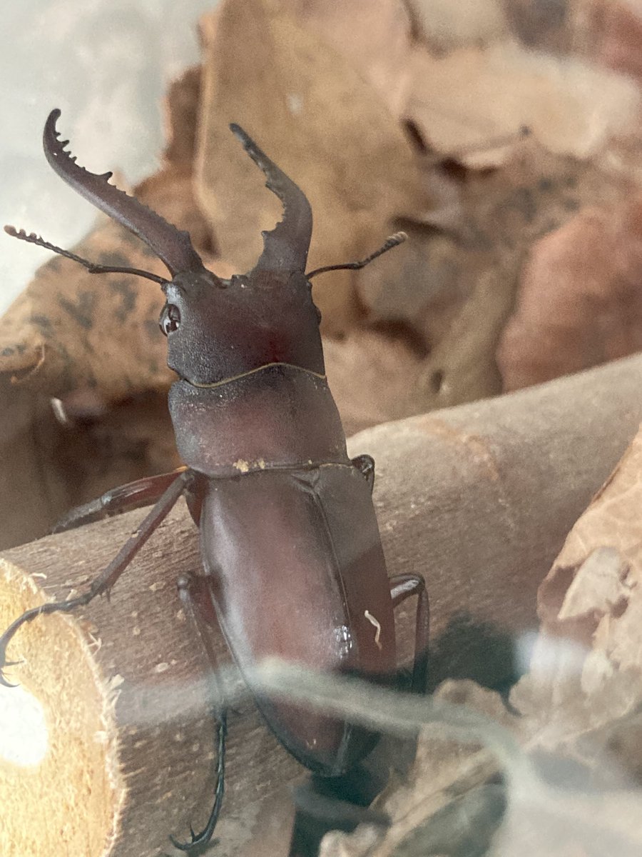 子どもと散歩がてら近所の緑地に行ったところ、なんと到着1分後くらいにたまたまノコギリクワガタを発見。こんなことがあるとは。