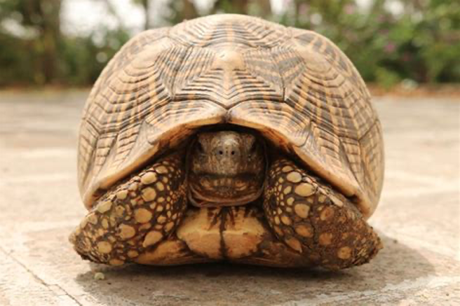 theVBroderick's tweet photo. A wandering mind is not laziness. It's problem-solving. 

Going for a walk isn't avoidance. It's a way of conceiving great thoughts.

Time out isn't opting out. It's opting in to creative thinking.

Build your tortoise shell to let your whole brain work and  unlock innovation. https://t.co/lxAq7n7I4I