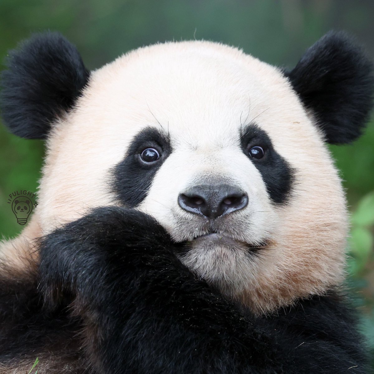 귀여워💜

2025.06.28

#루이바오 #Ruibao