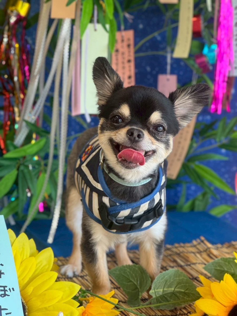 可愛すぎる

#今日もこたはな日和