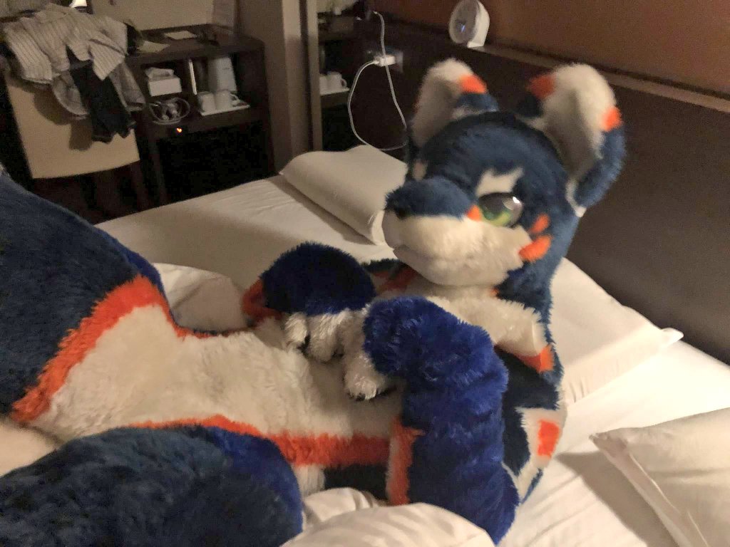 一緒お昼寝添い寝モフモフする?ლ⁠(⁠◕⁠ω⁠◕⁠ლ⁠)