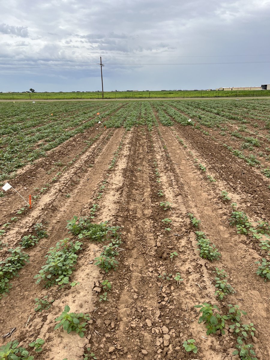 Adam Hixson (@hixsona) on Twitter photo Strong residuals pay off!!  Weed control starts before the crop emerges…even if you have plant twice!  Axant Flex cotton unlocks the ability to utilize another herbicide mode of action in cotton, hopefully available in 2026. (Pending Registration) Strong residuals pay off!!  Weed control starts before the crop emerges…even if you have plant twice!  Axant Flex cotton unlocks the ability to utilize another herbicide mode of action in cotton, hopefully available in 2026. (Pending Registration)
