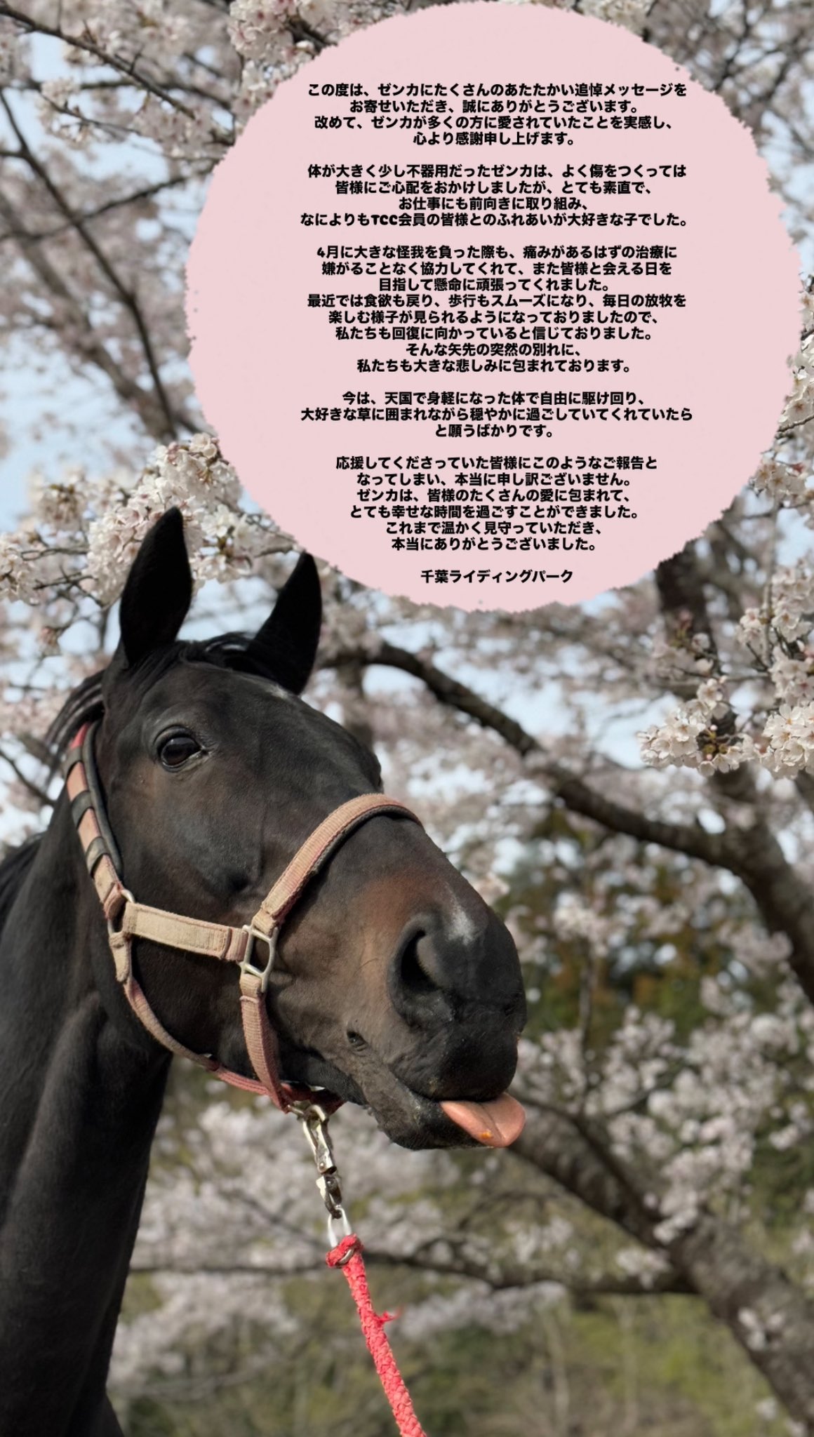 ♡snow ❄fairy♡ (@snowfairy0308) / X