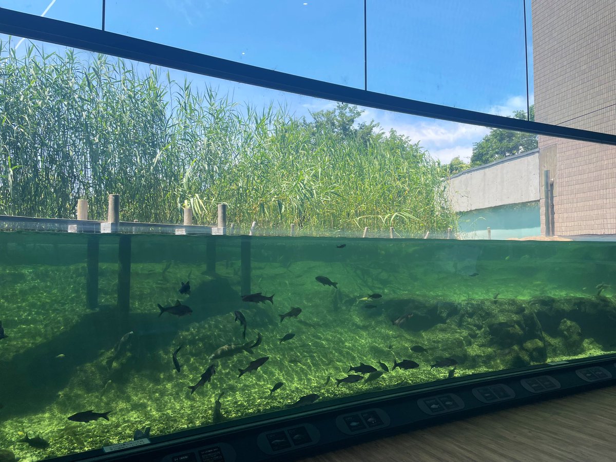 もう何度目か分からない琵琶博
トンネルもいいけど、この水槽が子供のときから一番すきかもしれない