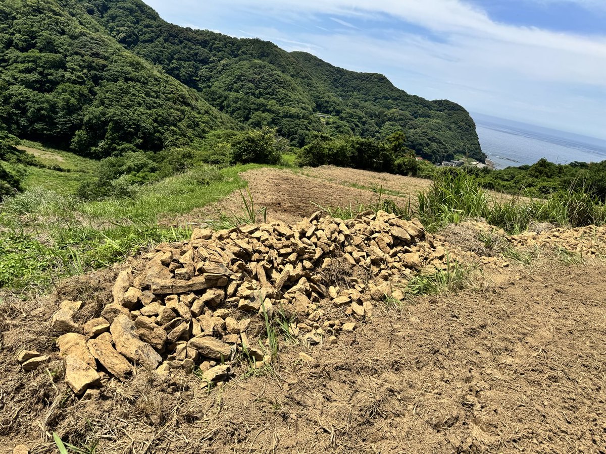 torayamaneko's tweet image. 会報でもご案内しましたが、峰町青海地区のだんだん畑の休耕地を再生しています。
想像より石ころが多く、作業費用が予定の4倍以上かかりました。
これからメッシュワイヤー張りソバを蒔くのですが、なかなかの費用感です。