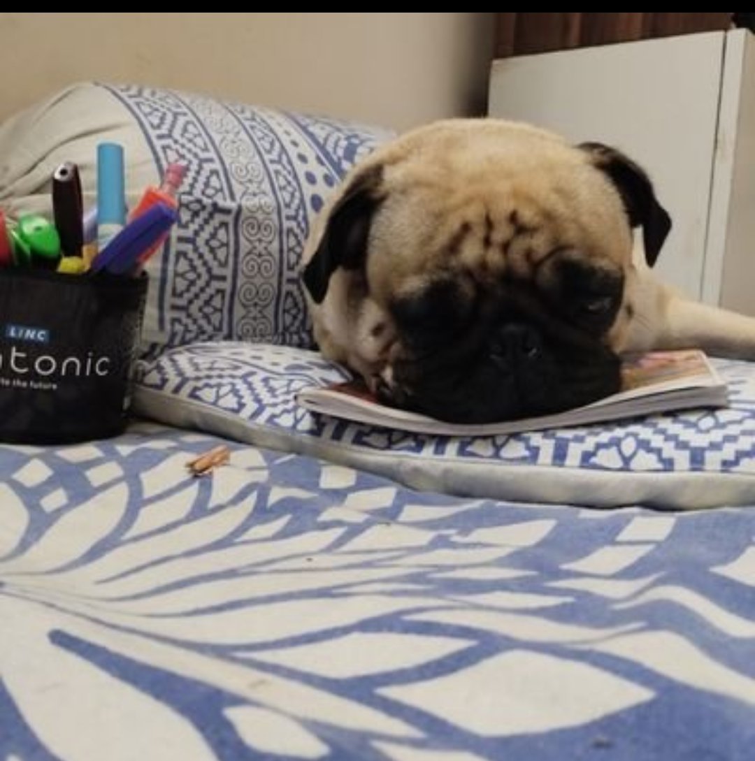 srirama1880341's tweet photo. Hi friends Good morning..#pug #puglover  #puglife #pugmoment #puglove #pugfun https://t.co/cUkyD6GVTk