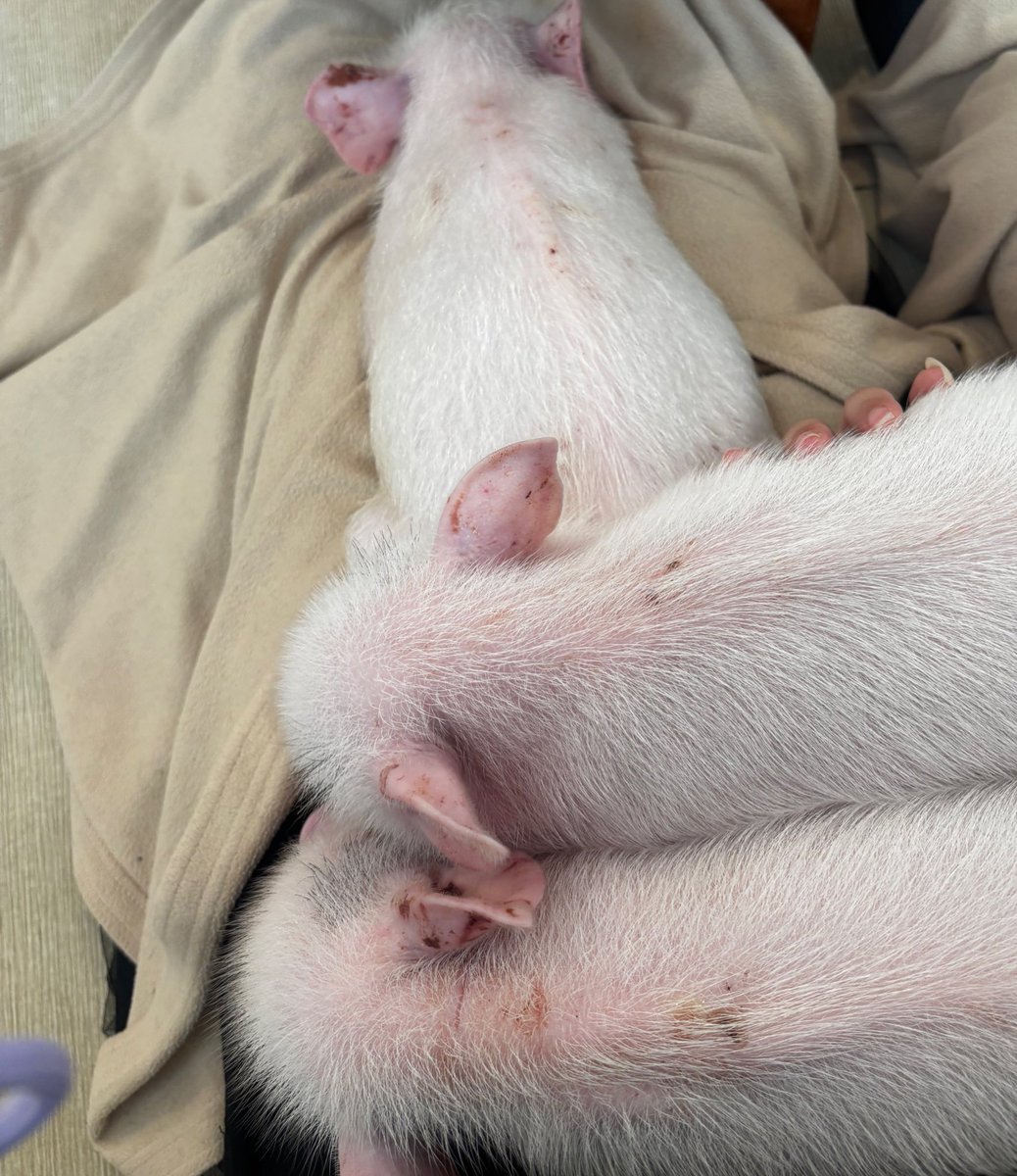 豚カフェの豚かわいかった~❕𓃟⋆⋆