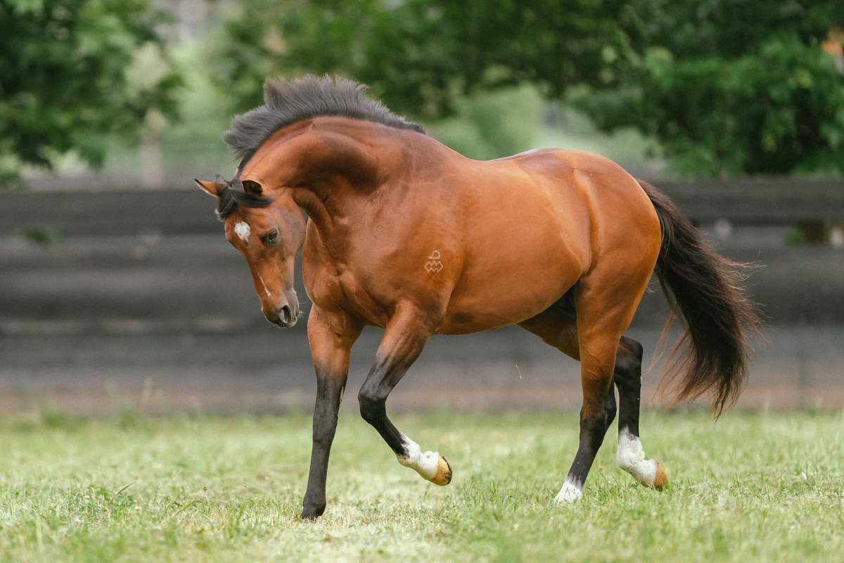 Arrowfield Stud (@arrowfieldstud) on Twitter photo 2YO colt Autumn Boy (ex Rosegarden by Savabeel) is The Autumn Sun's 9th SW after his brilliant <a href="/BrisRacingClub/">Brisbane Racing Club</a> Tattersall's S. LR win. Congratulations <a href="/cwallerracing/">Chris Waller Racing</a>, <a href="/MulcasterBS/">Mulcaster Bloodstock</a>, <a href="/mcacajamez/">James McDonald</a>, owner Glenn Ritchie, <a href="/mmsnippets/">Magic Millions</a> vendor <a href="/amarina_farm/">Amarina Farm</a> & breeder Richard Rutherford! 2YO colt Autumn Boy (ex Rosegarden by Savabeel) is The Autumn Sun's 9th SW after his brilliant <a href="/BrisRacingClub/">Brisbane Racing Club</a> Tattersall's S. LR win. Congratulations <a href="/cwallerracing/">Chris Waller Racing</a>, <a href="/MulcasterBS/">Mulcaster Bloodstock</a>, <a href="/mcacajamez/">James McDonald</a>, owner Glenn Ritchie, <a href="/mmsnippets/">Magic Millions</a> vendor <a href="/amarina_farm/">Amarina Farm</a> & breeder Richard Rutherford!
