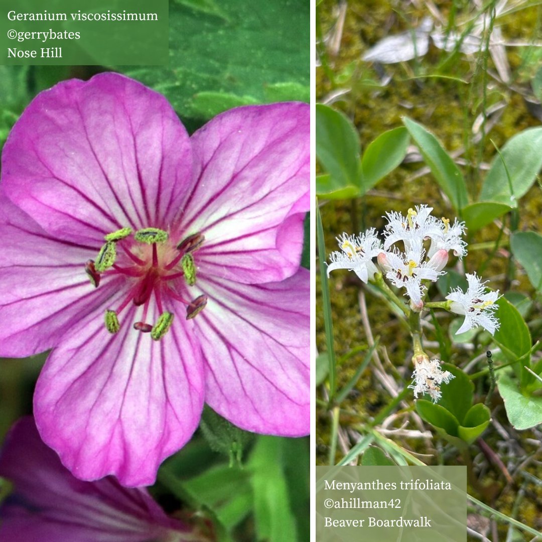 Thank you to everyone who participated in May Plant Count 2025. Here are some highlights! We hope you'll join us next year!
If you're interested in the 2024 May Plant Count results you can find the report here: naturealberta.ca/2024-may-plant…