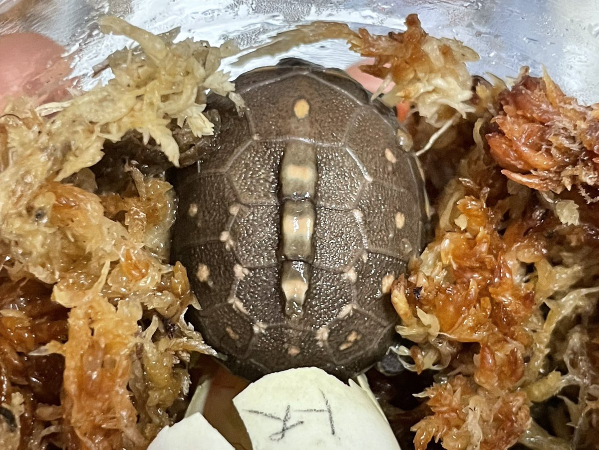 腕にしっかり色が乗ってるタイプだから甲羅のスポットも大きめ、と期待したけどそうでもなかった。