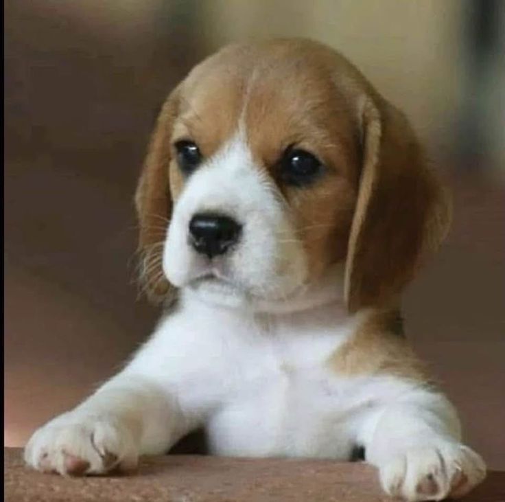 Tweet of Animals (@tweetofanimals1) on Twitter photo 