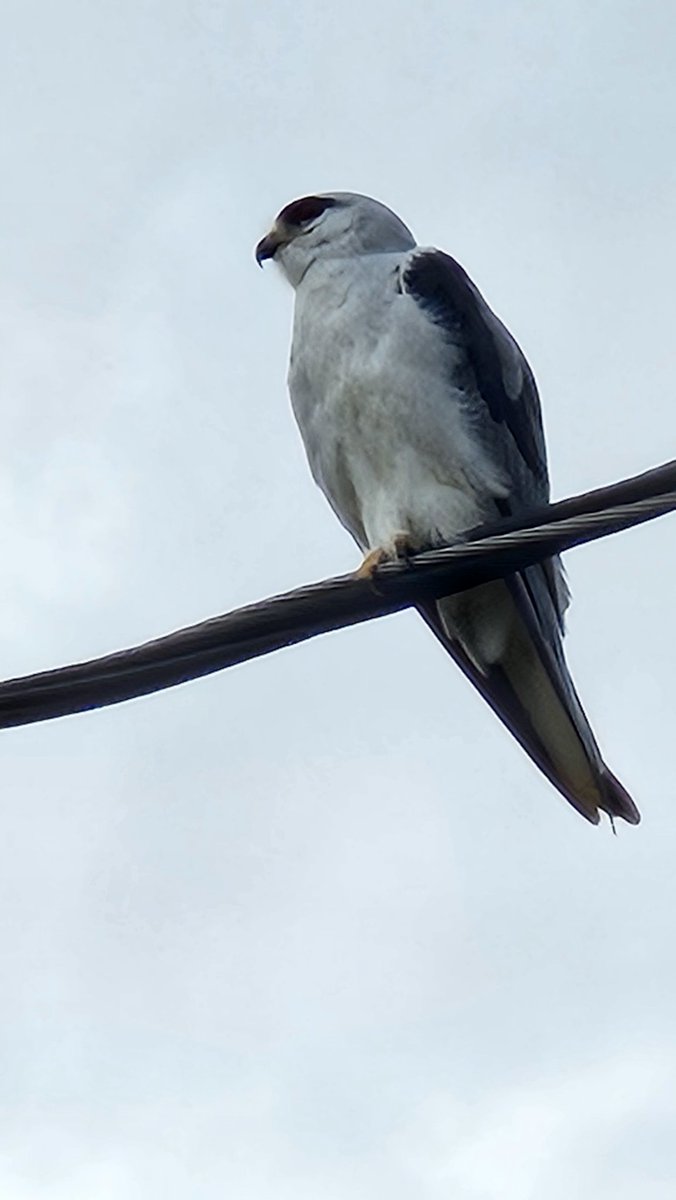 कल ये चिड़िया दिखाई दी, किसी को इस प्रजाति का नाम पता हो तो बताएं