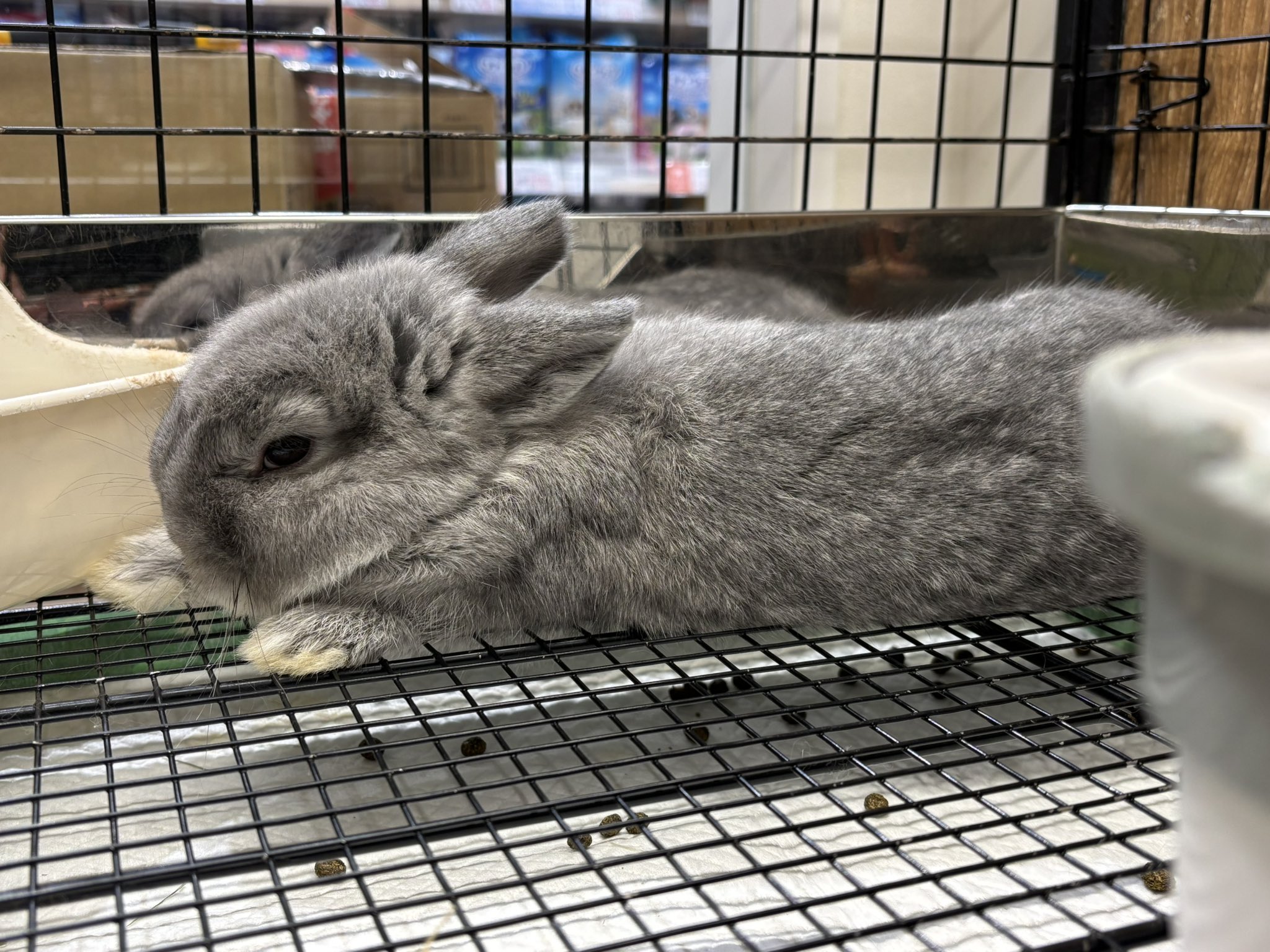 うさぎのしっぽレイクタウン店 on X: 