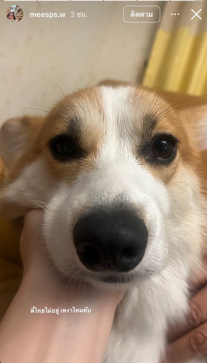 เอ็นดู แคปชั่น : พี่ไทยไม่อยู่ เหงาไหม 💗

THAINEX KENZO PFW SS26

#KenzoxTHAINEX
#THAIchayanon <a href="/thaichayanon/">thaichaya</a>  
#KENZONIGO #KENZOSS26 <a href="/kenzo/">KENZO</a>