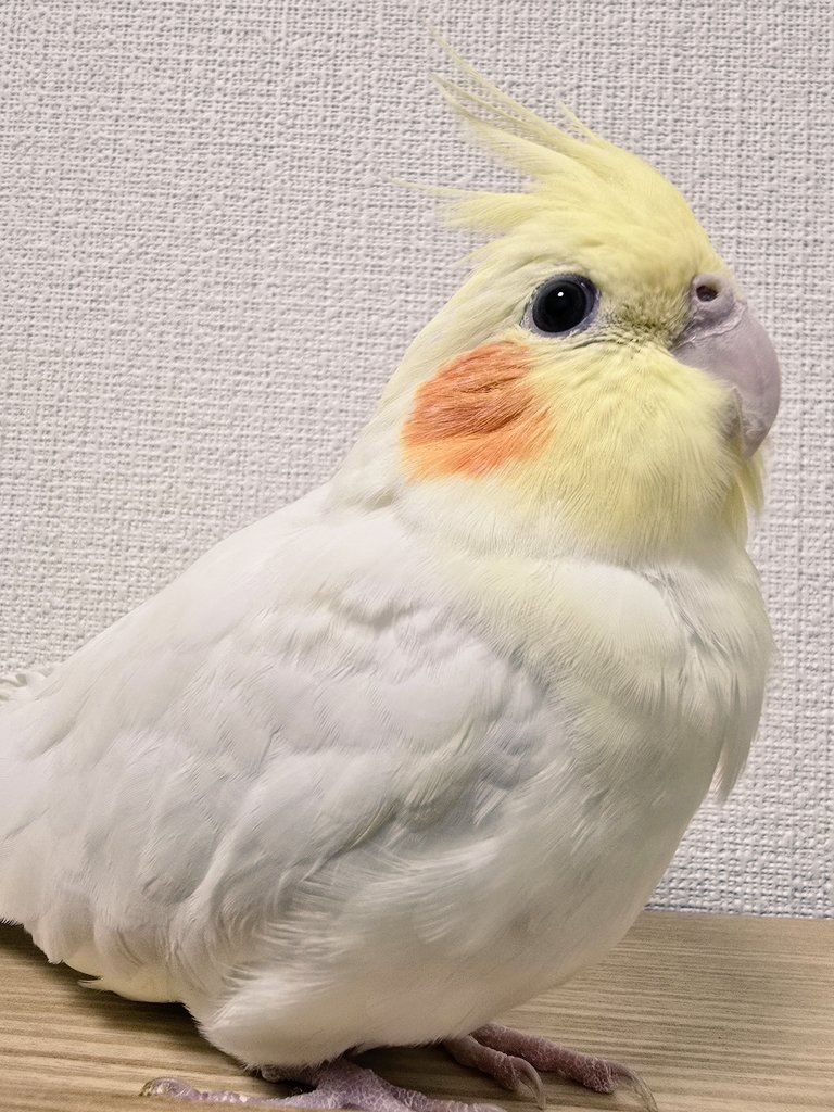 みなさんこんにちはです🐥⸒⸒

#チョコたん #オカメインコ