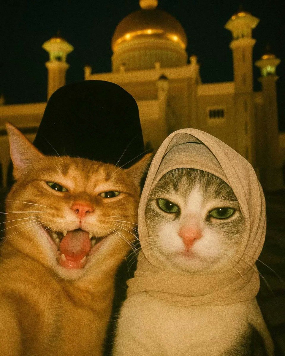 Posts Of Cats (@postsofcats) on Twitter photo 