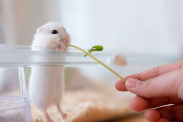 ໊໊ (@chaeyoma) on Twitter photo 