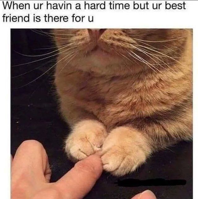 WholesomeMemes (@wholesomememe) on Twitter photo 