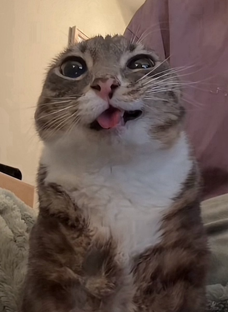 Joobs 🐻 tweet media