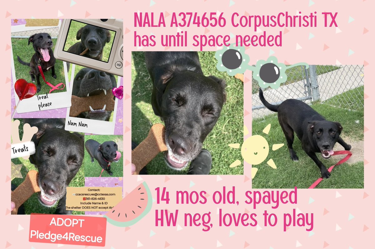 beeleevitonly's tweet photo. 🆘️NALA #A374656 is alive due to reprieve until space needed at #CorpusChristi #TX ACS
14 mo. old #BlackLabMix , already spayed,  HW neg. Ready to #Adoptashelterpet? If you can't adopt,  please RT, #Pledge4Rescue https://t.co/xSFOs7Qwau