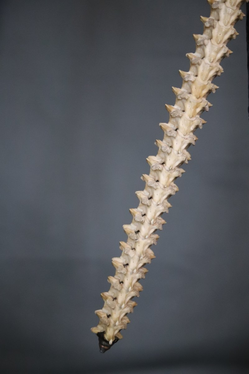 - An artifact sword made from the vertebrae of an animal, dating back to the 19th century in Vietnam. The sword was used for ritual purposes. Its hilt is made of bronze, and the vertebrae are connected by copper wire. The blade measures 52 cm in length⚔️.
#Vietnam #Vietnamese