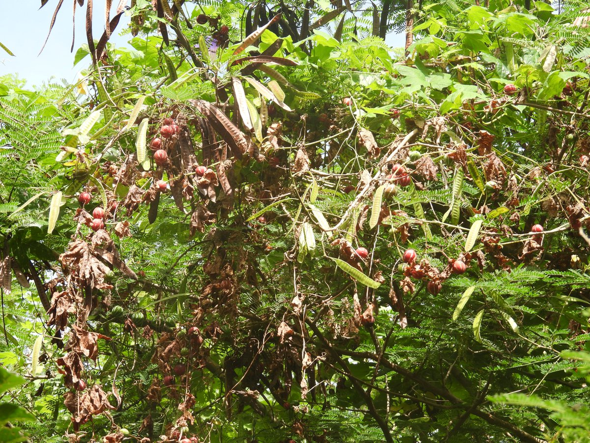 amamioshimawhcc's tweet image. 外来植物であるギンネムに赤いものがぶら下がってるのが見えました。近づいてみると、つる植物のオキナワスズメウリが絡みついていると分かりました。

赤く熟した果実は、白いストライプ模様がありとても可愛らしく、観賞用として人気です。だけど、誤食厳禁です。可愛い果実には毒がありますよ。
