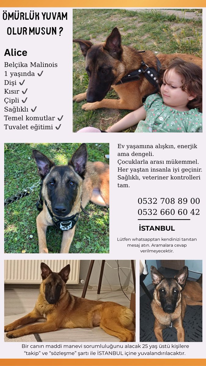 Belcika Malinois 1 yasinda egitimli cipli disi kisir cok uysal bir cocuk yuva ariyor. Sariyer