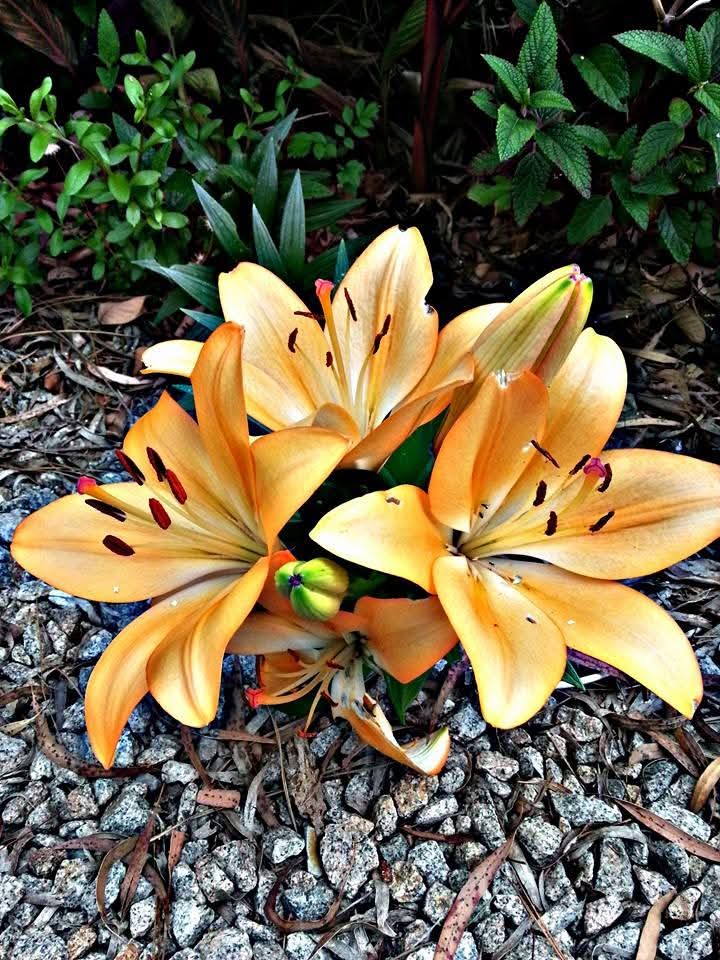 Do you have a picture of Flowers? 🌸📸

#FlowersOnFriday #FlowersOfX