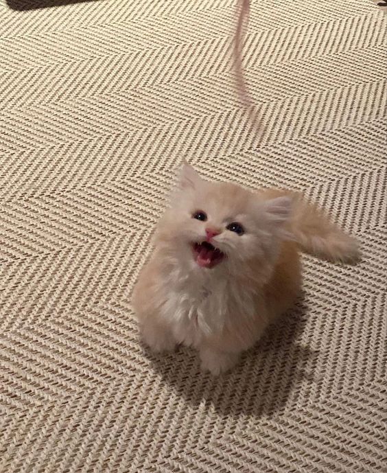 こねこ図鑑 tweet media