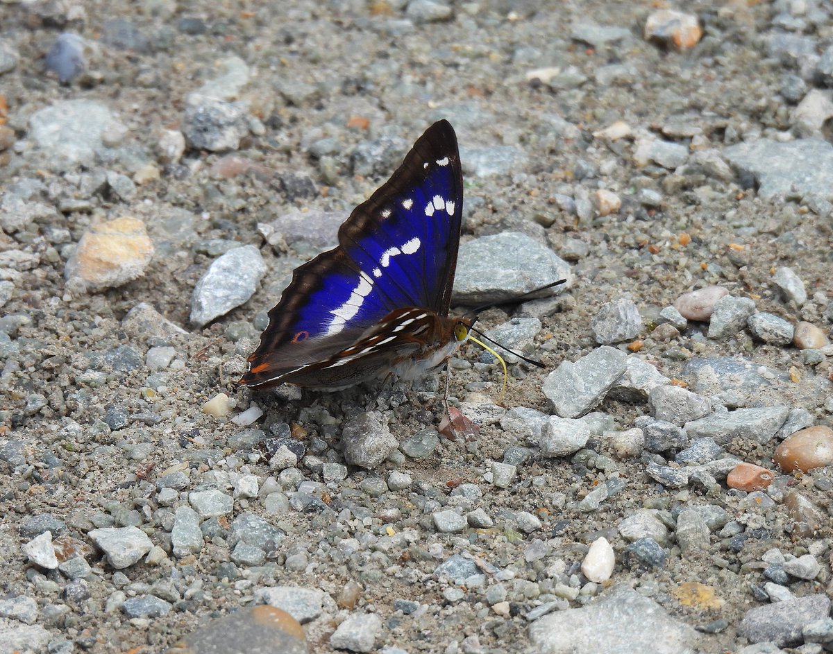 Purple Emperor at Dene Park, Tonbridge yesterday.