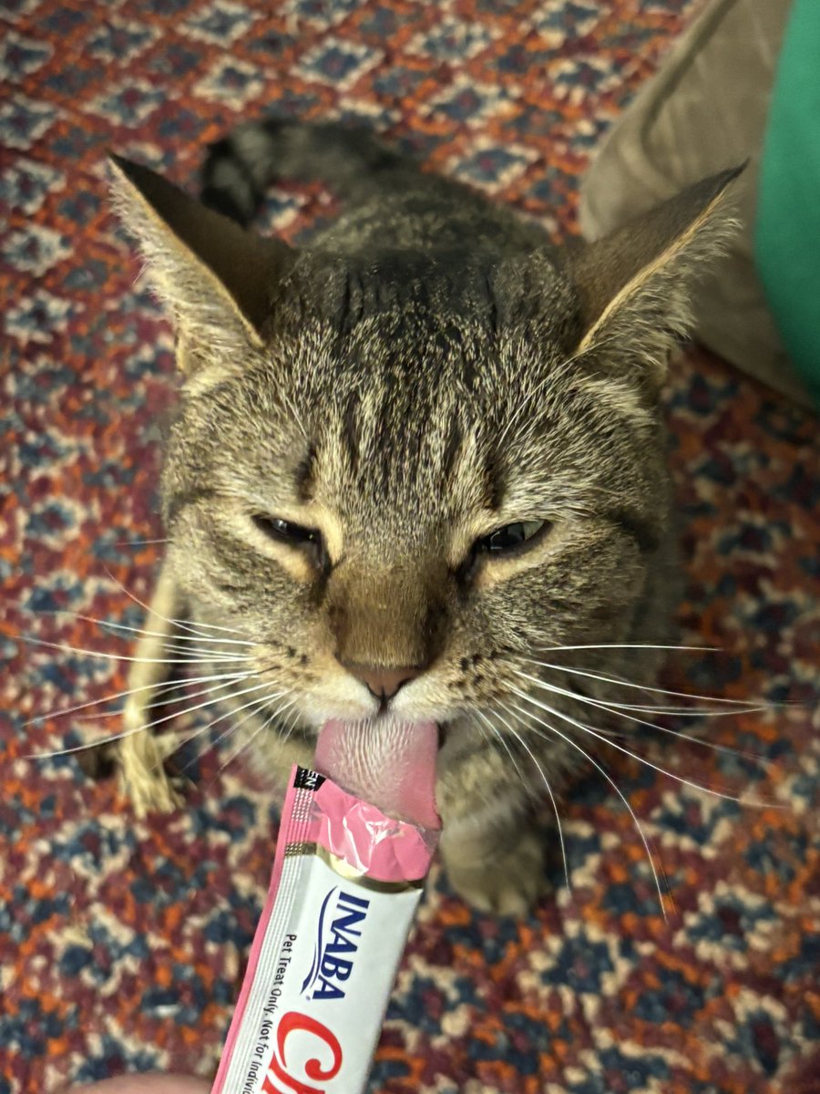 Rufus 🌈 (and Pickles 🥒) (@scrunklyrufus) on Twitter photo pickles heard through the grapevine that it was <a href="/tylerjazz1729/">Tyler Woolley</a>’s birthday. she sends her sincerest birthday wishes to mr. jazz and is having a churu to celebrate (she’s not sharing tho) pickles heard through the grapevine that it was <a href="/tylerjazz1729/">Tyler Woolley</a>’s birthday. she sends her sincerest birthday wishes to mr. jazz and is having a churu to celebrate (she’s not sharing tho)