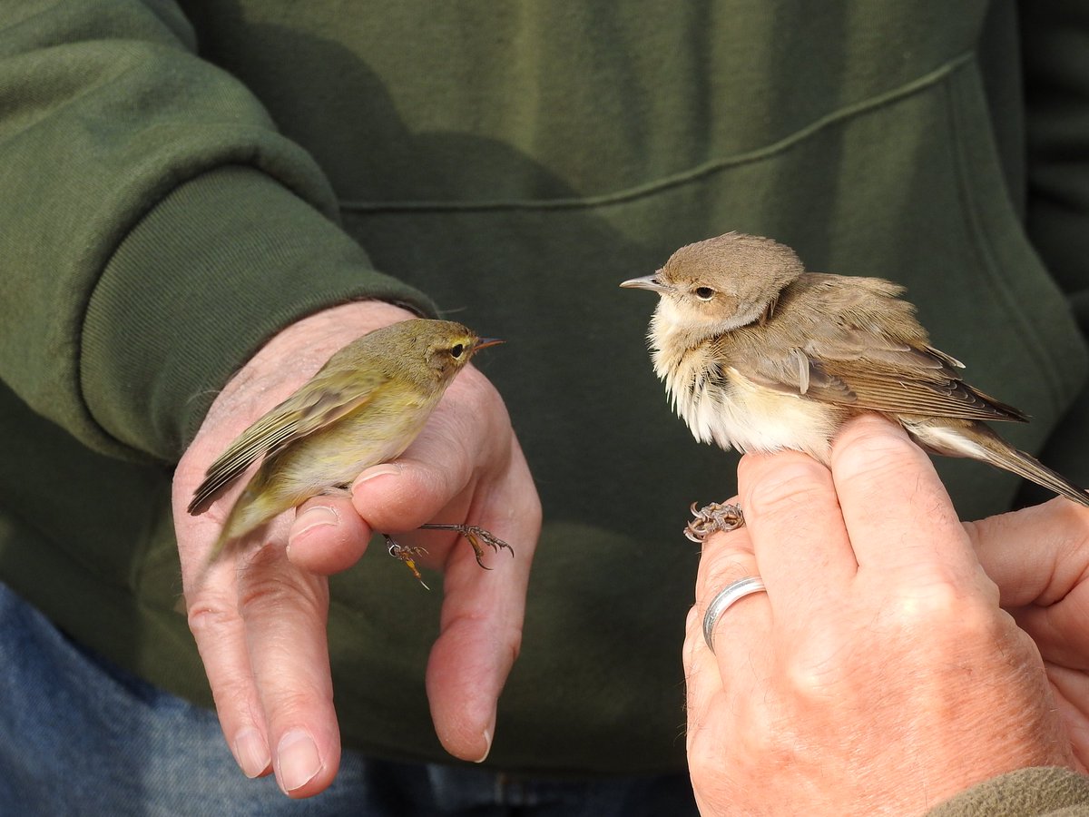 Chiffchaff left and Garden Warbler size comparison.