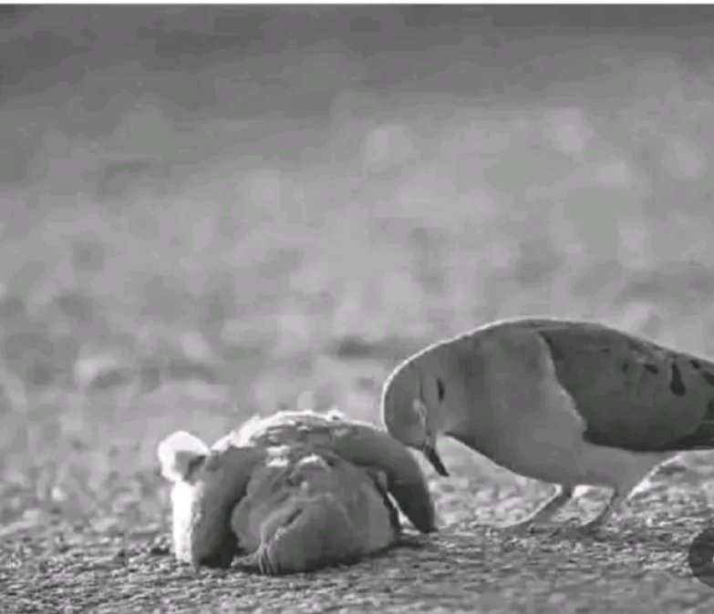 حين يرحل من نحب لا  يبقى سوى النظر إليهم بصمت كأننا نرجوهم أن يعودوا ولو للحظة