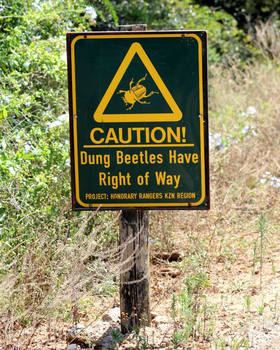 GovernmentZA's tweet image. Did You Know?

The flightless dung beetle at #AddoElephantNationalPark rolls balls up to 50 times its own weight using elephant dung as food and shelter! 

#LiveYourWild #WildBackyard #GovZAUpdates #ExploreSA #Shotleft