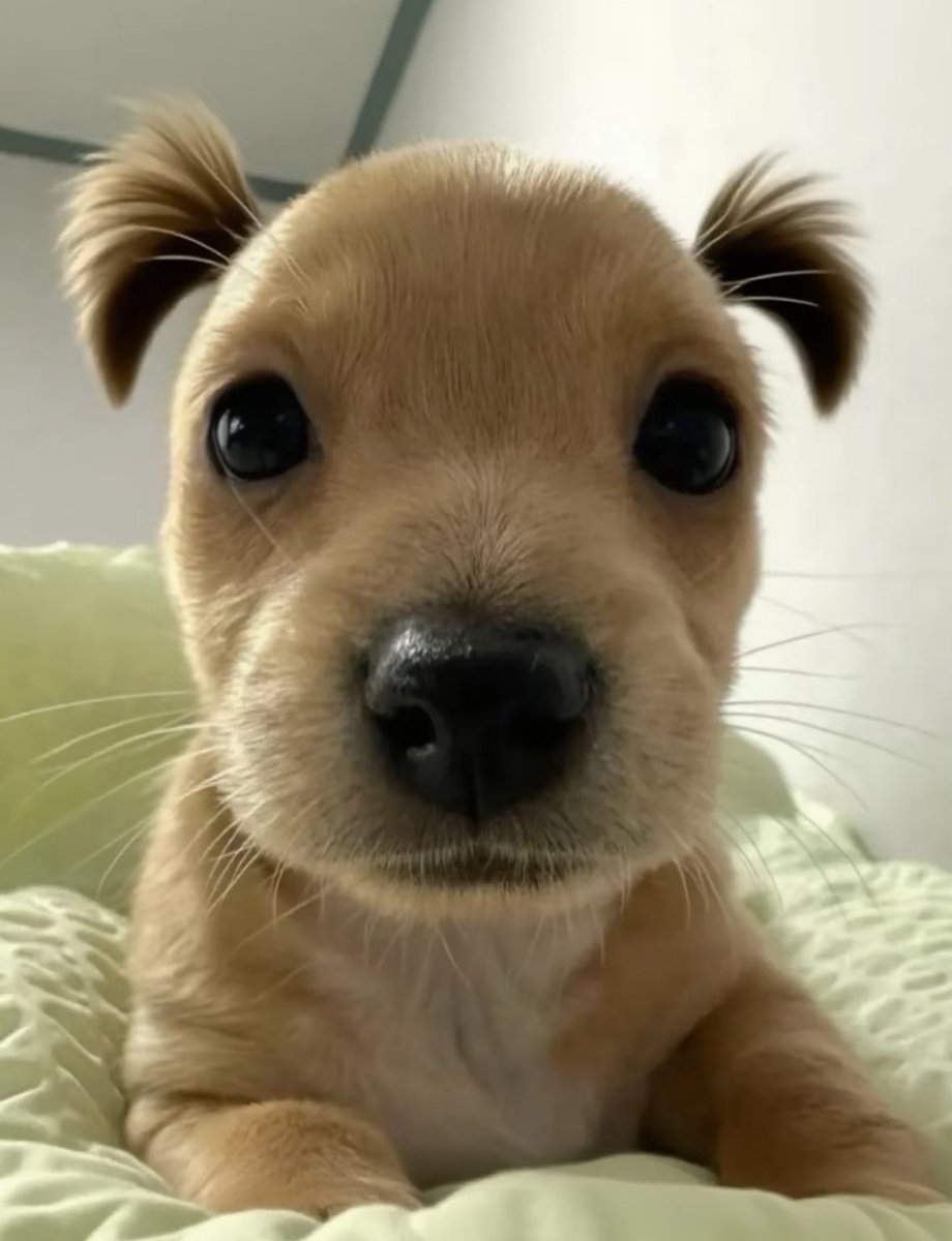 💖 (@twaniimals) on Twitter photo 