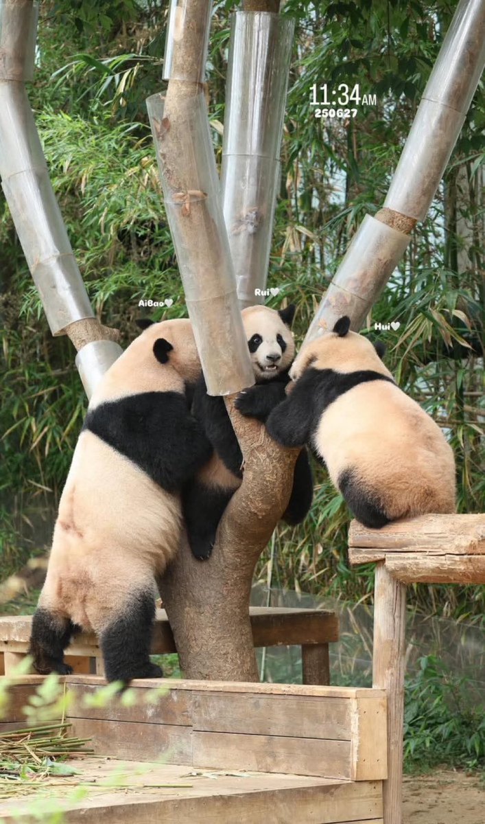 바오걸 2기 작당모의♥️

#아이바오 #Aibao
#루이바오 #Ruibao
#후이바오 #Huibao