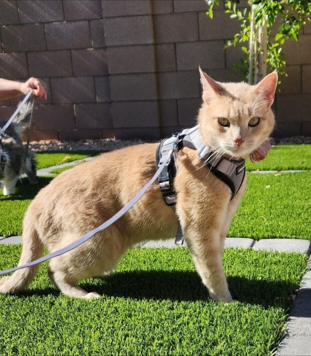 RandomstuffA2Z's tweet image. Enjoying a sunny walk with my adventurous cat! 🐱🌞 #CatWalk #PetAdventure #CatLover #OutdoorCats #PetLife #FelineFun