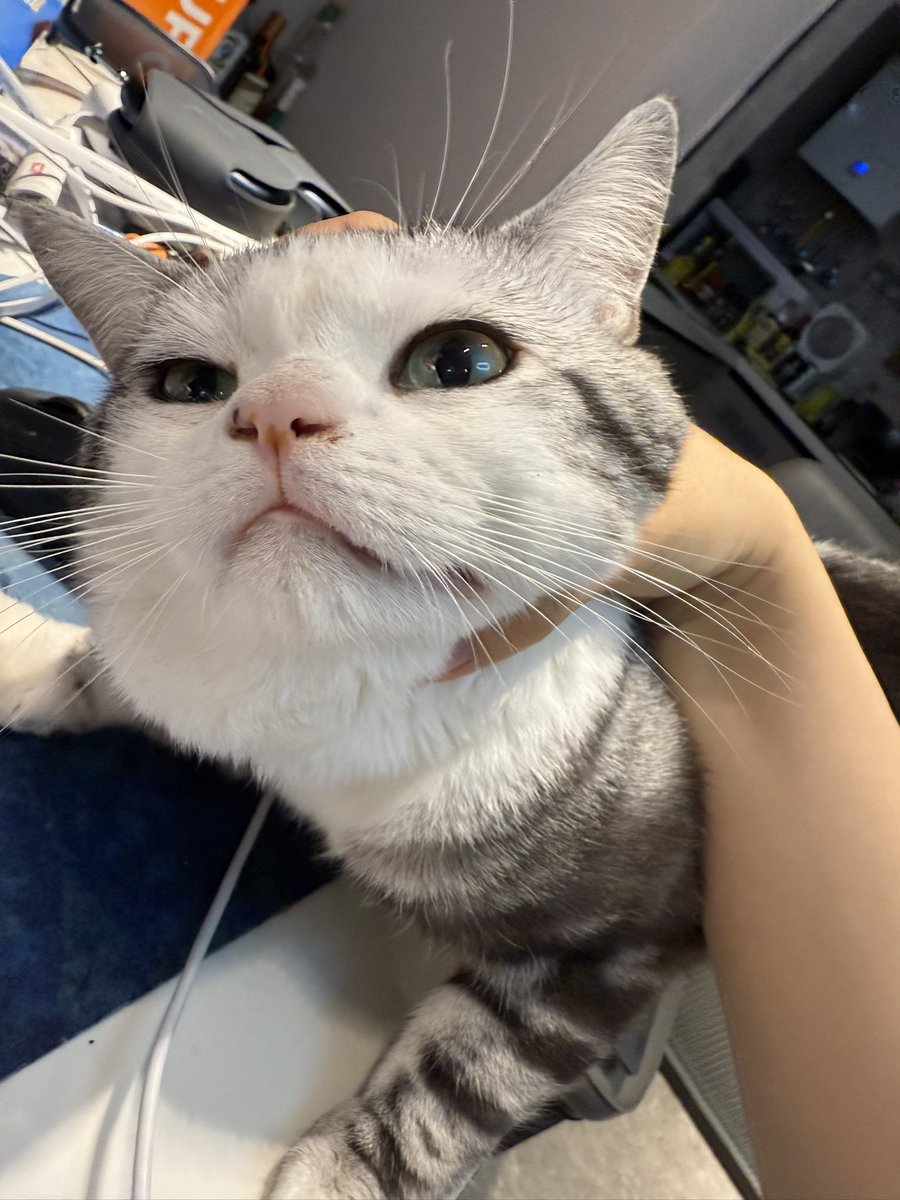 林咕咕 tweet media