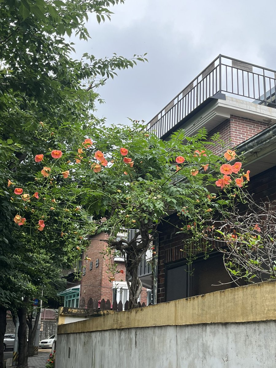 올해 첫 능소화. 8월에 피던 게 한 달이나 일찍 피었네.