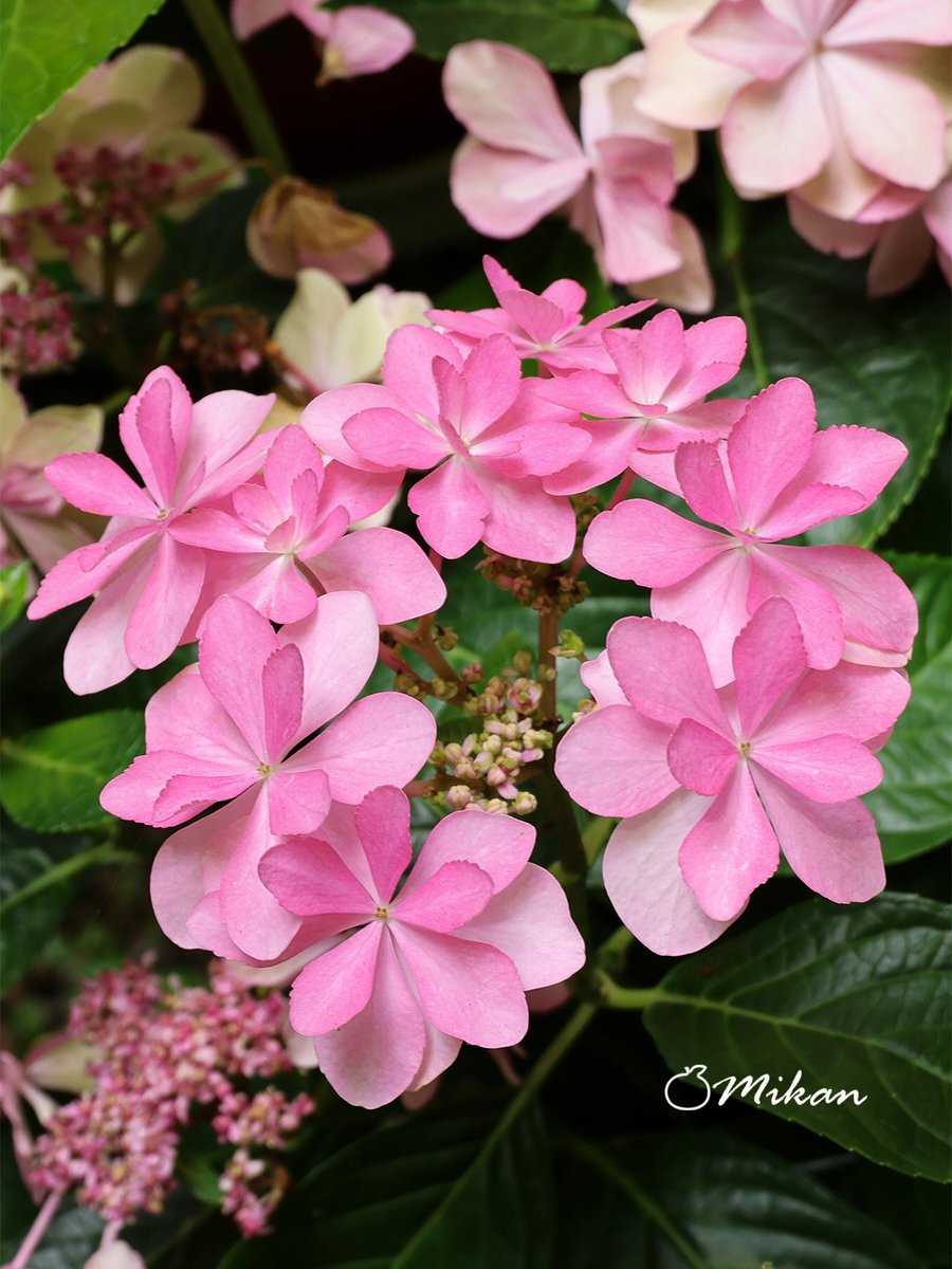 暑い…🥵☀️

お疲れ様です💙

夜も涼しくしてお過ごしください🥤🎐🍧

 本垢 🍊夏みかん🎀 @n1t2m322