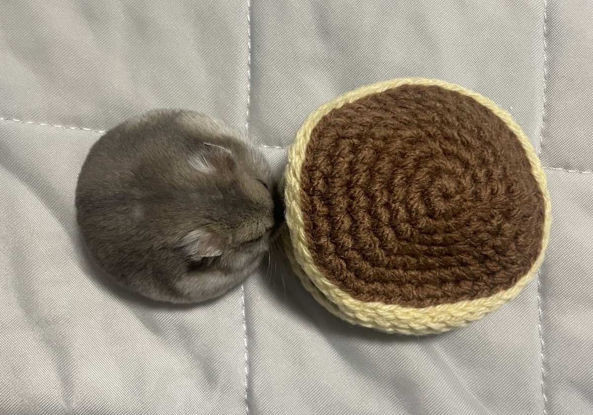 sbsb_mcmc's tweet image. 丸すぎ！🐹