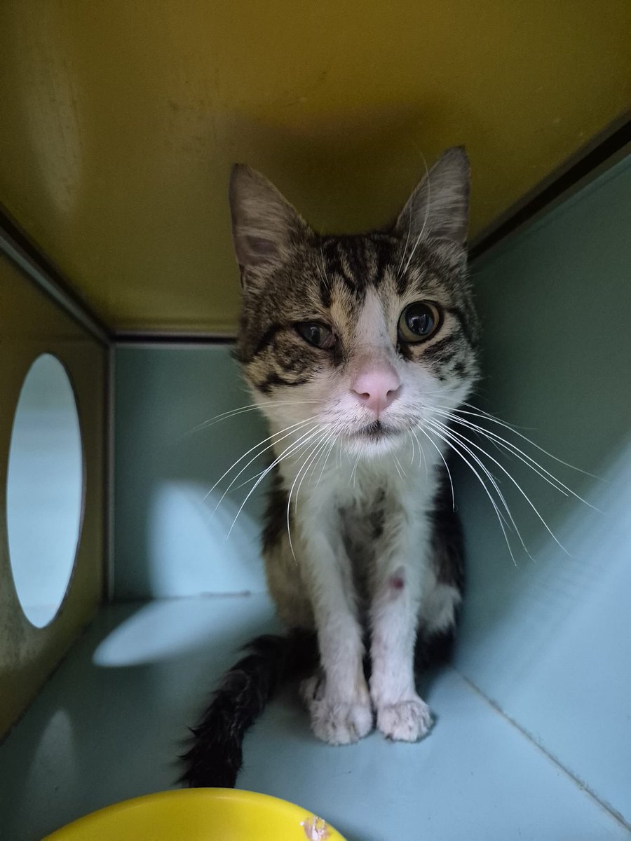 Lütfen kemçüyü unutmayın fiple savaşıyor hiçkimse dönmedi