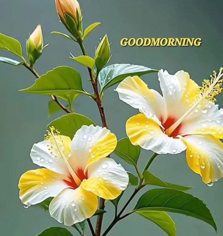 Good morning to all of X family ❤️☺️💖🌻🌞💖🌻🌞 
Have a great and blessed day 💕