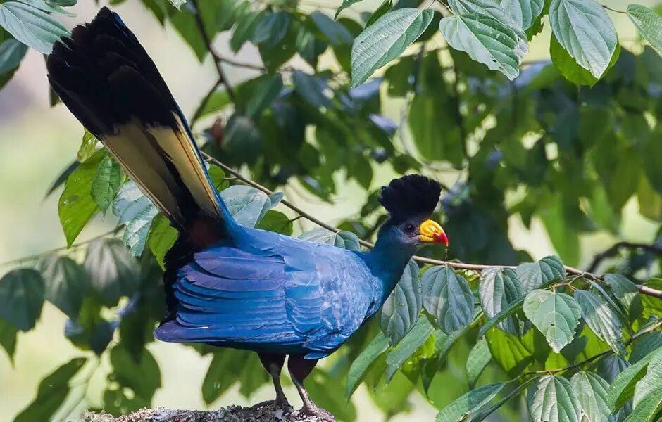 Calling all twitchers! Bwindi is home to 23 endemic bird species. How many can you spot? Challenge yourself and expand your life list. Start planning at bwindiforestnationalparkuganda.com/bird-watching-…   #bwindiimpenetrablepark
#bwindinationalpark
#bwindipark
