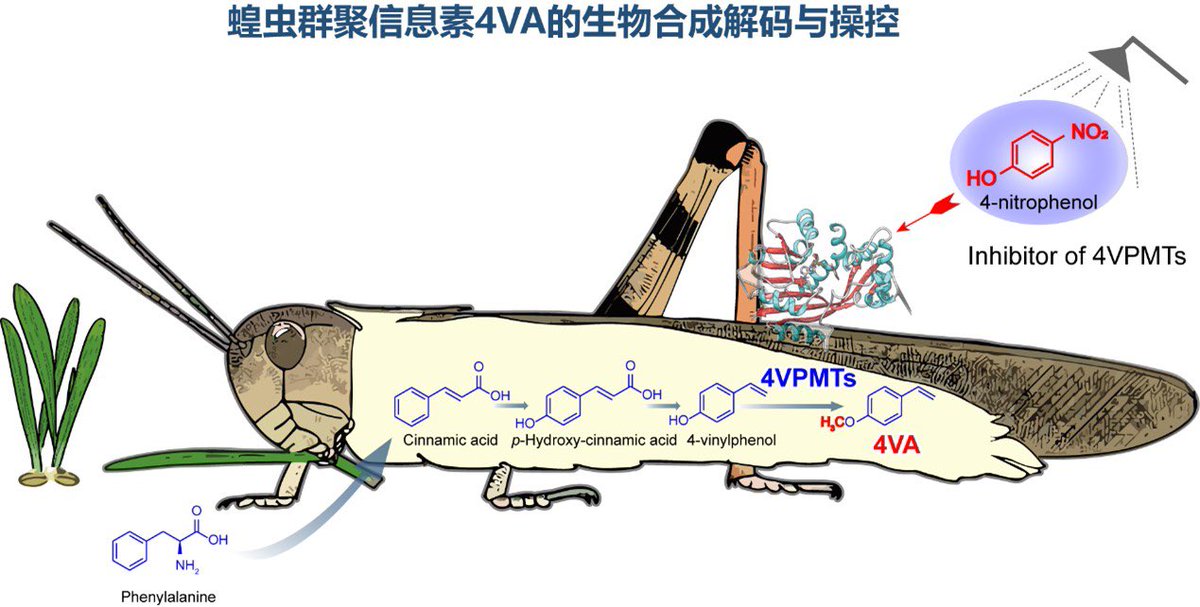 🦗 Nature Breakthrough! Teams led by Prof. Xiaoguang Lei #PKUCCME &amp; Prof. Le Kang decode locust swarm pheromone 4VA:
• Identified key enzymes 4VPMT1/2 &amp; biosynthesis pathway
• Designed inhibitors to disrupt swarming via precision chemistry
• Pioneers eco-friendly pest